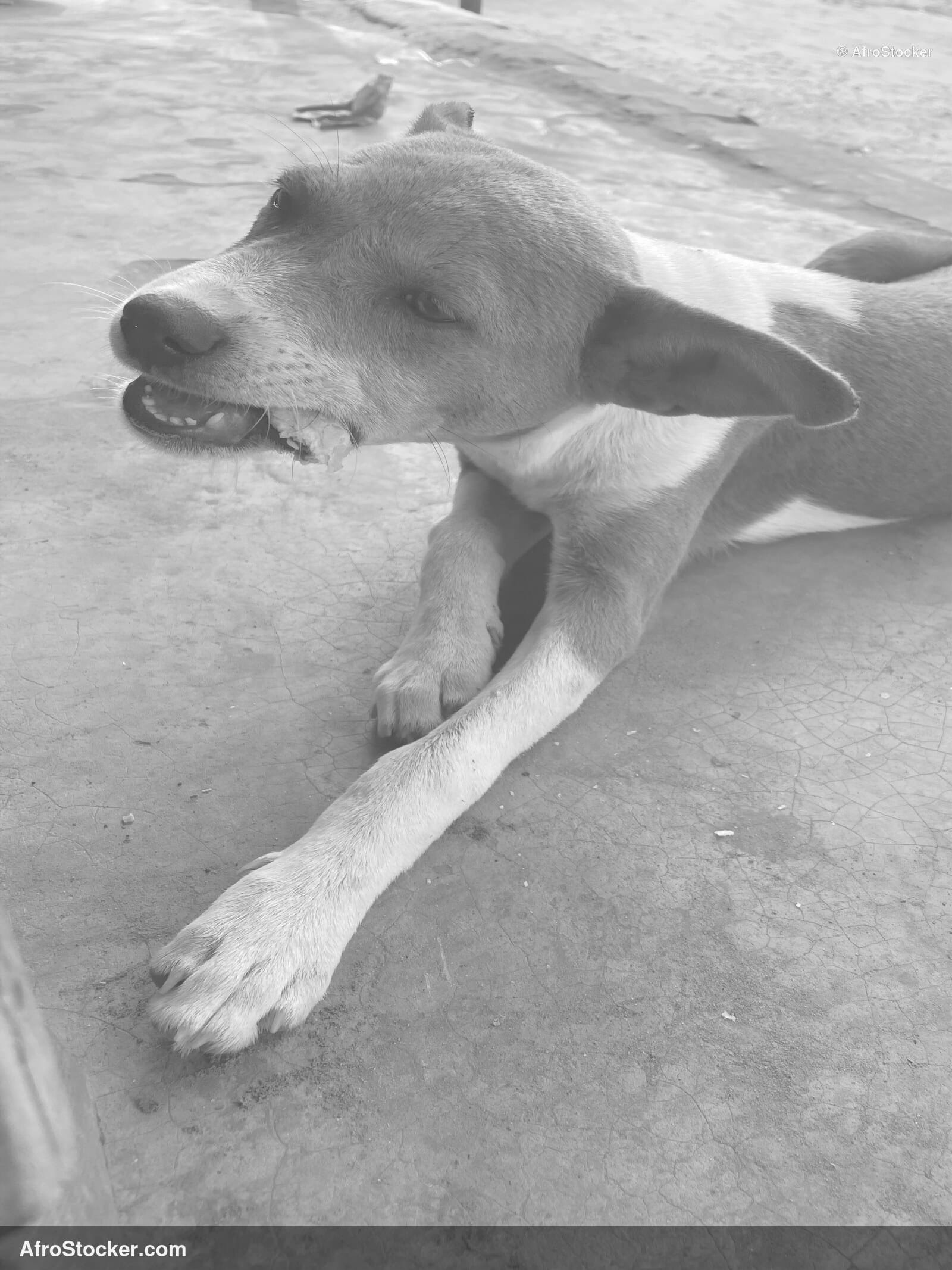Dog in African Village / Chien dans un Village Africain | AfroStocker