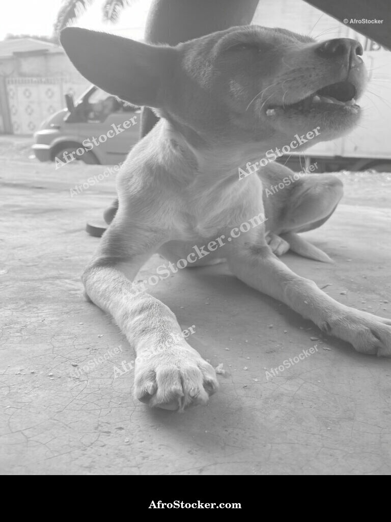 African Guard Dog / Chien de Garde Africain | AfroStocker