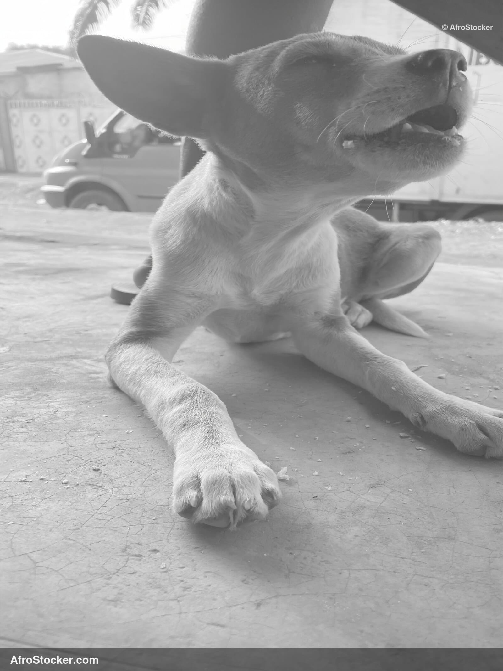 African Guard Dog / Chien de Garde Africain | AfroStocker