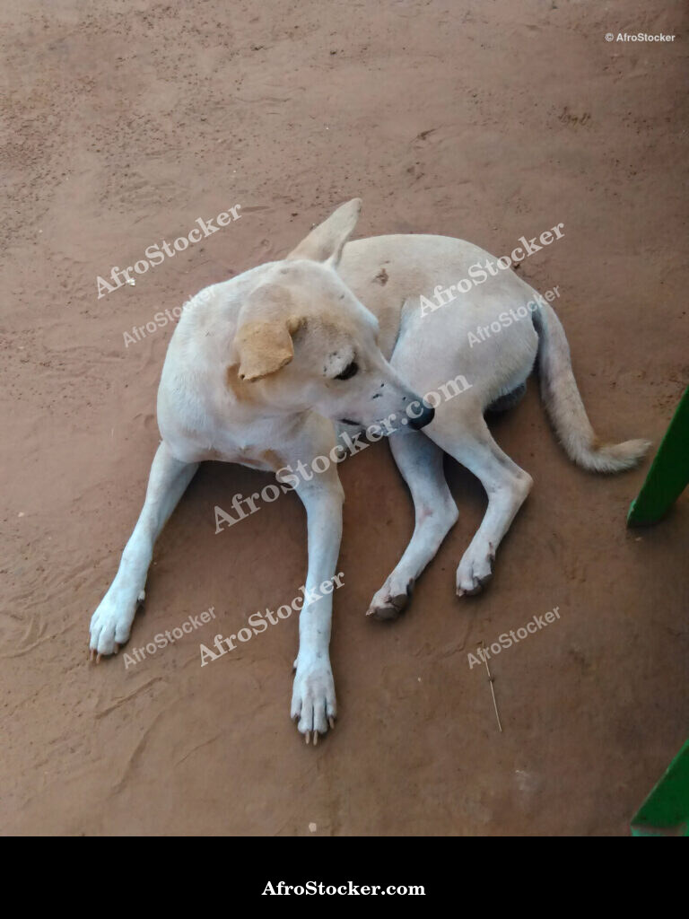 Village Dog West Africa / Chien de Village Afrique de l'Ouest | AfroStocker