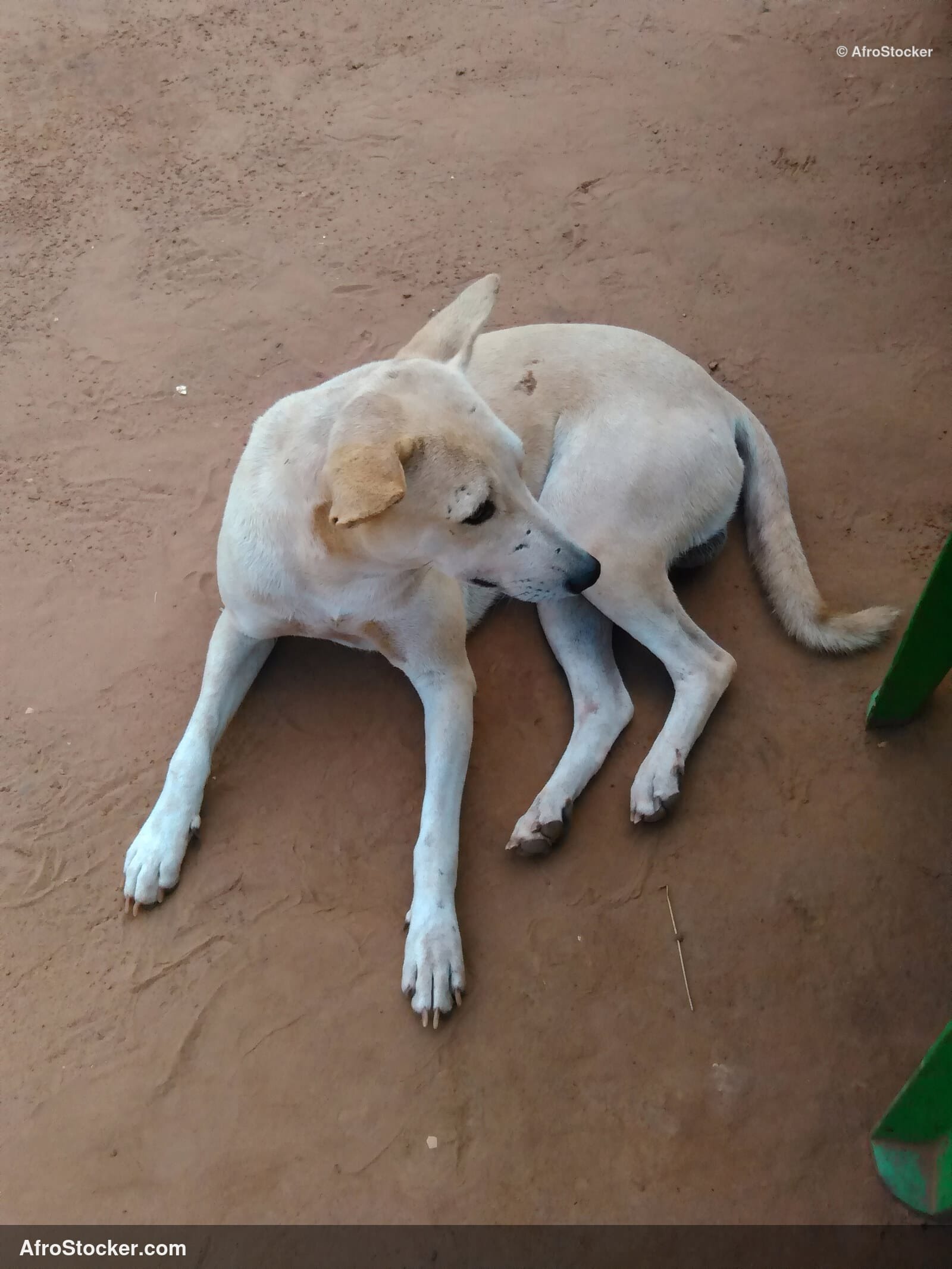 Village Dog West Africa / Chien de Village Afrique de l'Ouest | AfroStocker