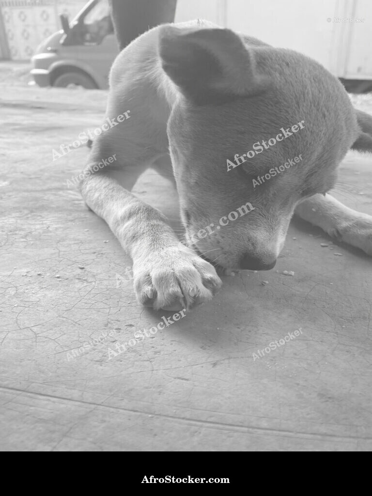 Dog Resting Africa / Chien au Repos Afrique | AfroStocker