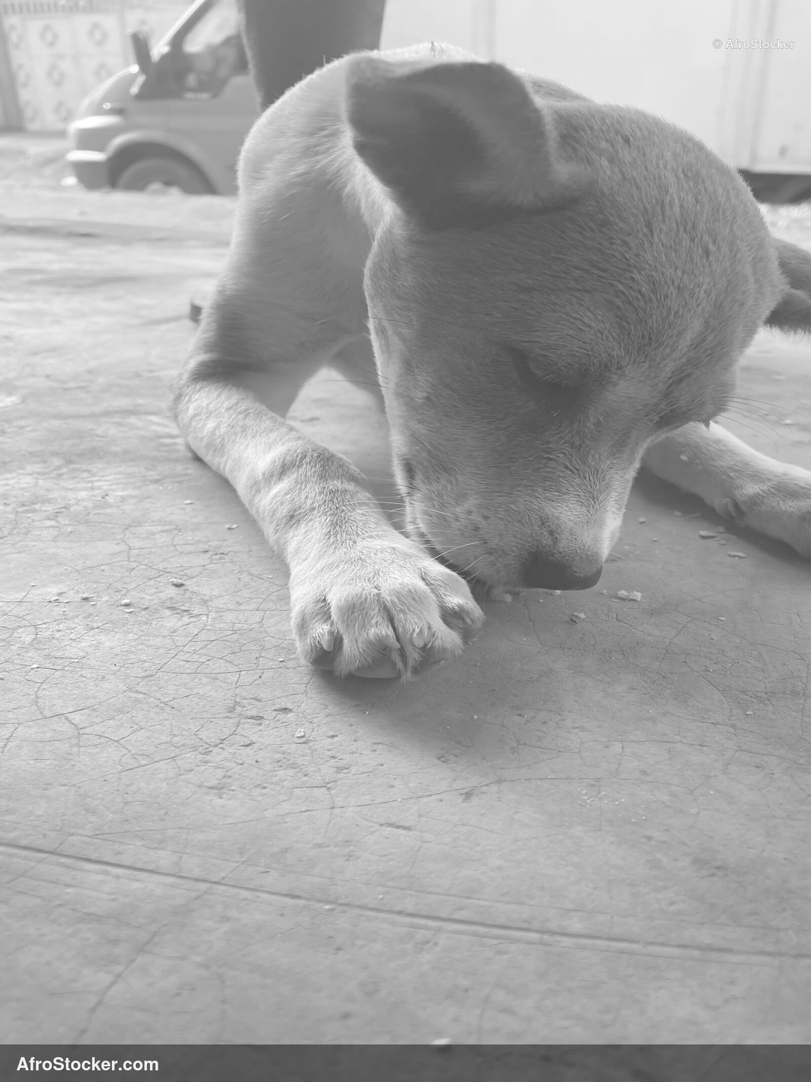 Dog Resting Africa / Chien au Repos Afrique | AfroStocker