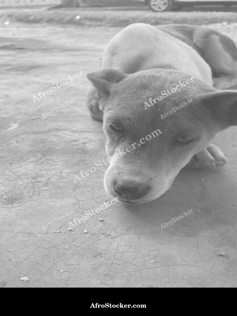 Street Dog West Africa / Chien de Rue Afrique de l'Ouest | AfroStocker