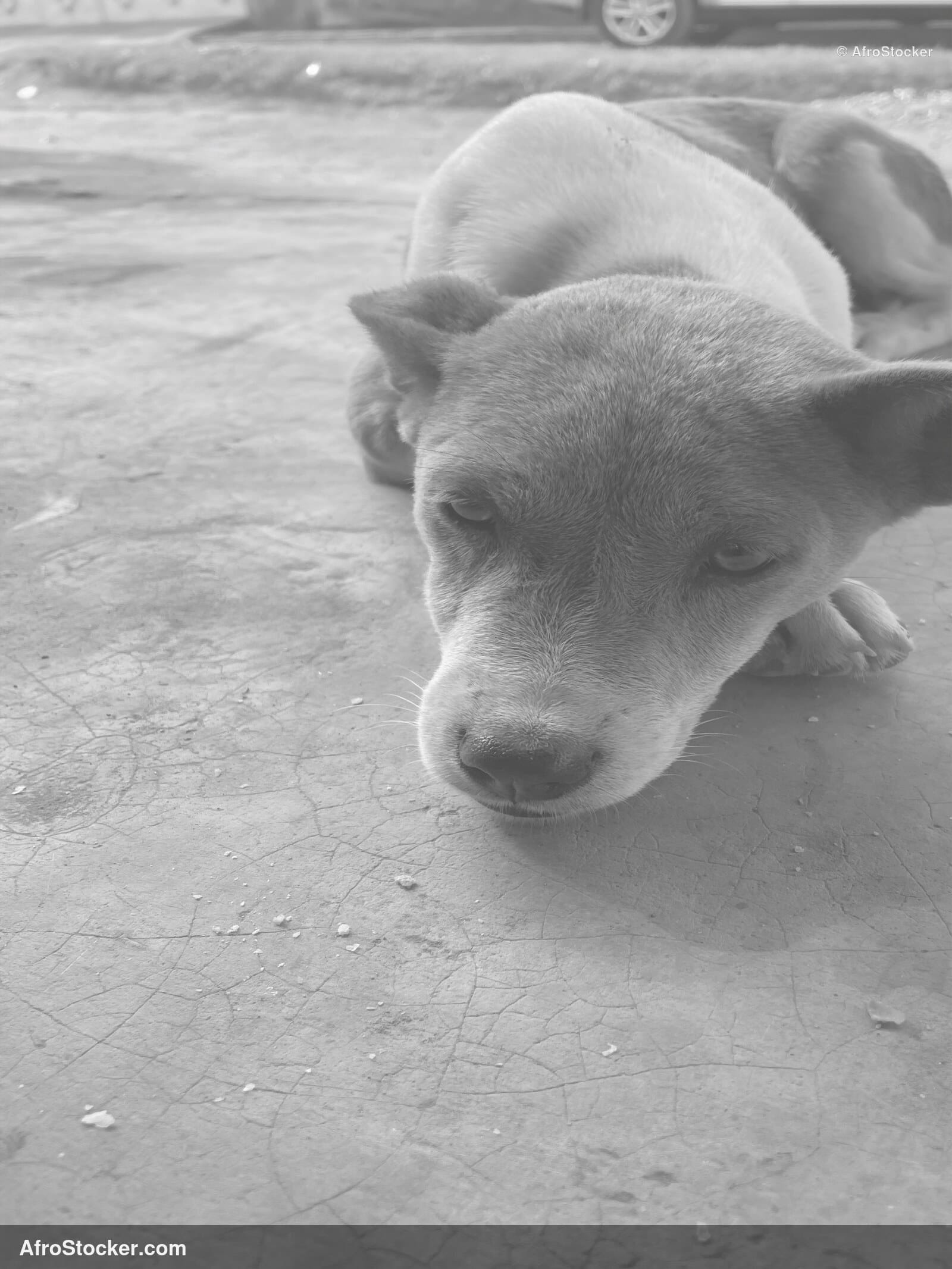 Street Dog West Africa / Chien de Rue Afrique de l'Ouest | AfroStocker