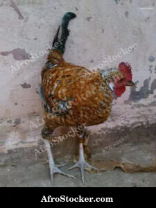 Rooster West Africa