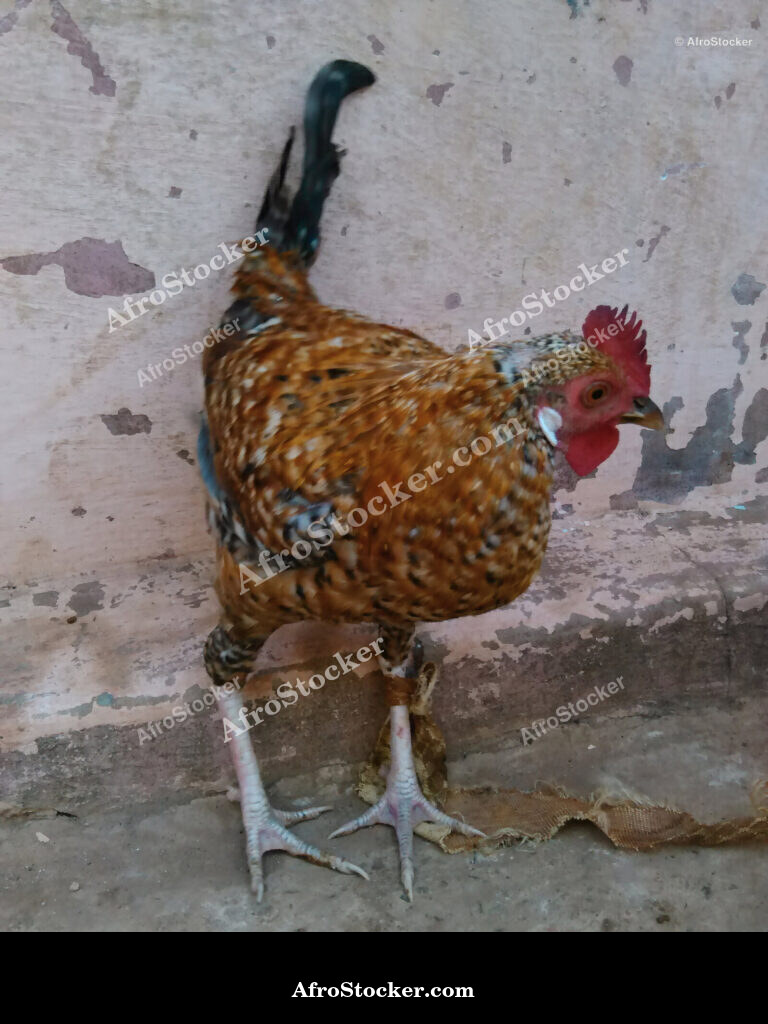 Rooster West Africa / Coq Afrique de l'Ouest | AfroStocker