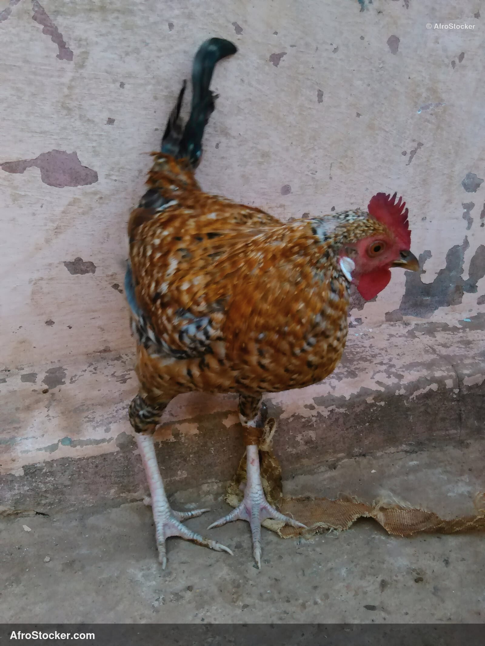 Rooster West Africa / Coq Afrique de l'Ouest | AfroStocker