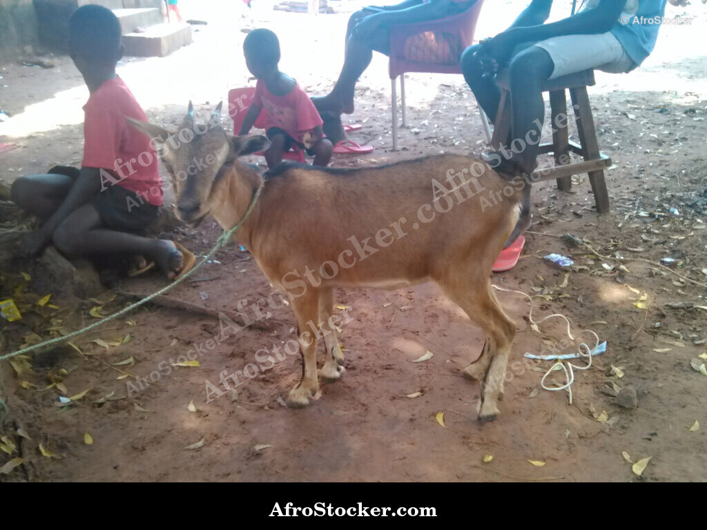 Goat Grazing African Village / Chèvre au Pâturage Village Africain | AfroStocker
