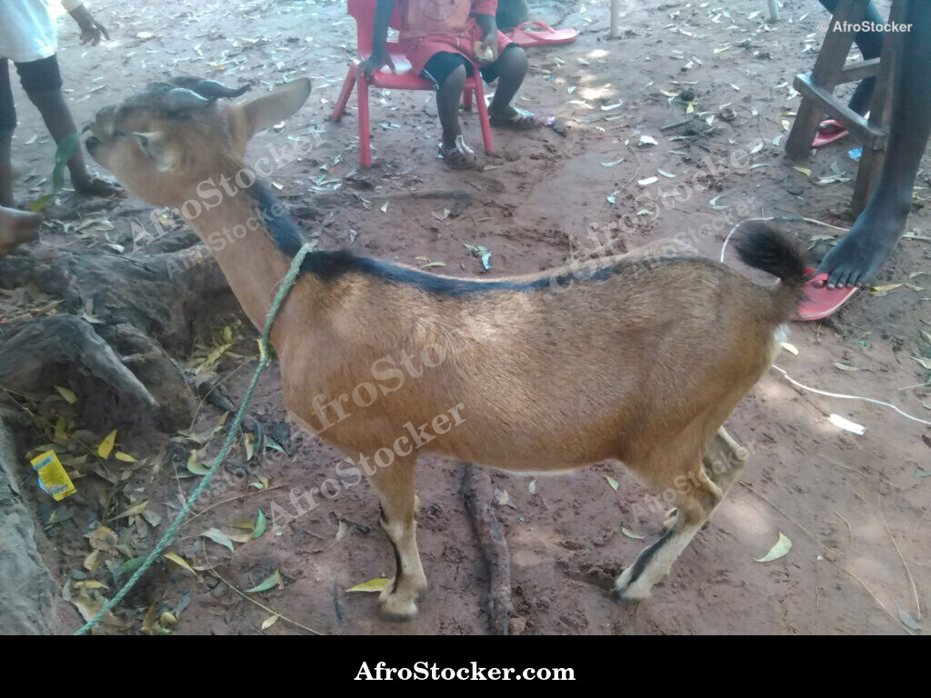 Goat Standing Rural Africa / Chèvre Debout Afrique Rurale | AfroStocker