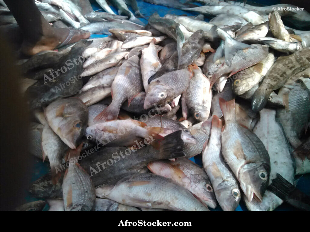 Fish Selling Guinea-Bissau Market / Vente de Poisson Marché Guinée-Bissau | AfroStocker
