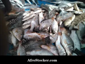 Fish Selling Guinea-Bissau Market