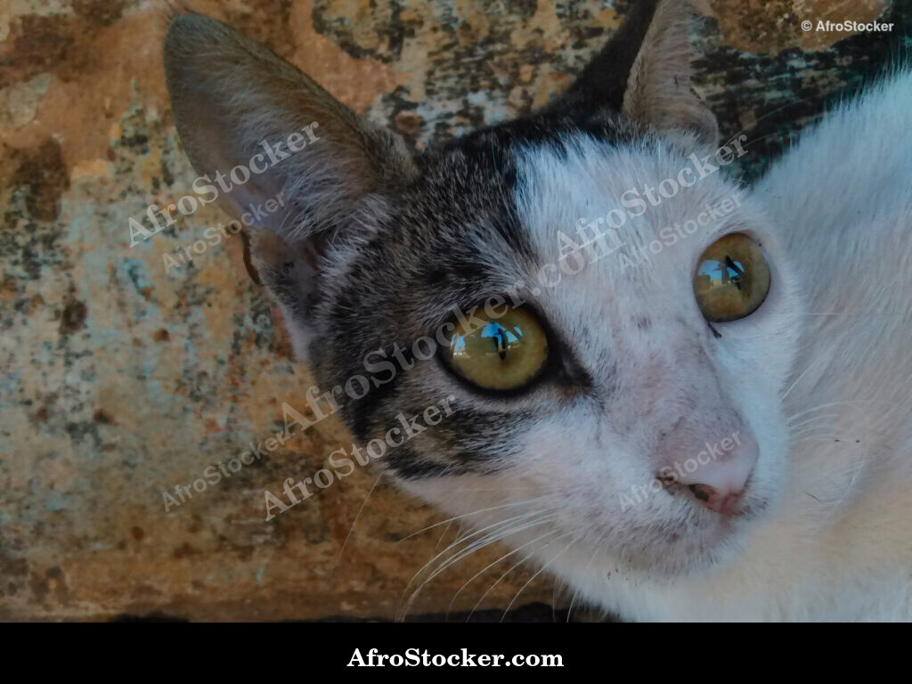 Cat Eyes Close-Up Africa / Yeux de Chat en Gros Plan Afrique | AfroStocker