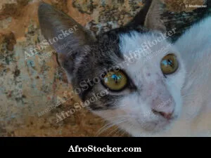 Cat Eyes Close-Up Africa