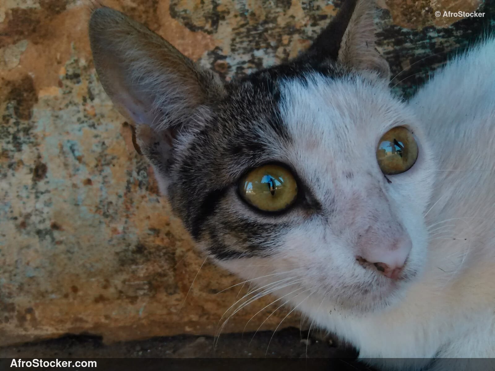 Cat Eyes Close-Up Africa / Yeux de Chat en Gros Plan Afrique | AfroStocker